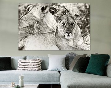 Lions in South Luangwa NP, Zambia by Dirk-Jan Steehouwer