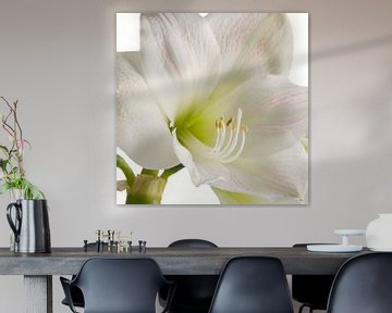 Amaryllis bloem