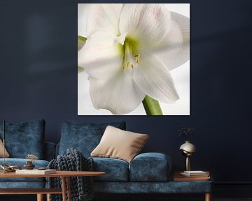 Amaryllis bloem