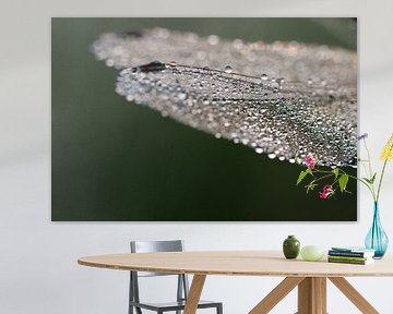 Detail shot of the wings of a dragonfly