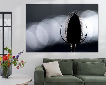 Teasel by Douwe Schut