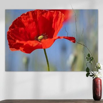 coquelicot sur Christina Neuhaus-Petrosino