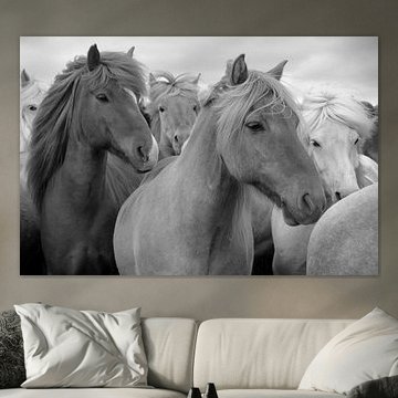 CHEVAUX ISLANDAIS 11 sur Miroslav Ptacek