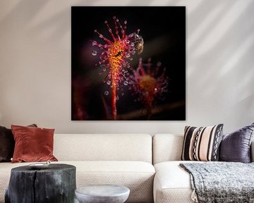 Spatulate-leaved sundew sur Ruud Peters