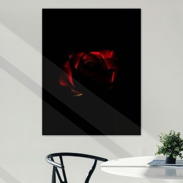 Ember Rose lV