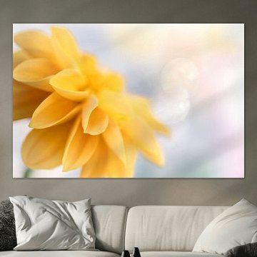 Dahlia jaune 2