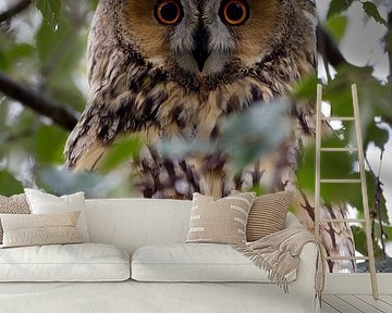 Waldohreule in einem Baum 