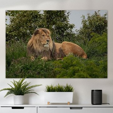 liegende Löwenmännchen von M. B. fotografie