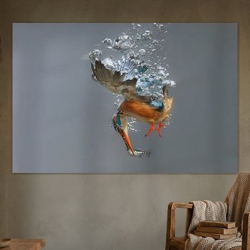 Eisvogel - Gewinner des National Geographic! Eisvogelweibchen in Aktion, unter Wasser tauchend (bis  von Dirk-Jan Steehouwer