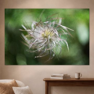 Wild pasque flower soars to new heights by Petra Hauwert
