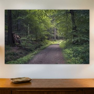 Une magnifique forêt dans la région de Rebild Bakker, au Danemark sur PhotoCluster