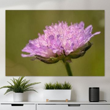 Bloem van de Beemdkroon (Knautia arvensi)