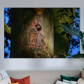 Ein junger Specht wartet im Nest auf Futter von BtBclicks