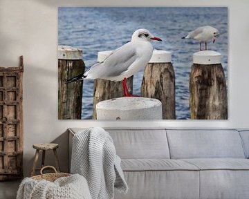 Seagulls by Zeeland op Foto