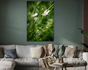 Daisies in a sea of grass