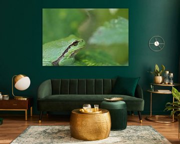 Tree frog on green leaf of a blackberry bush . by Astrid Brouwers