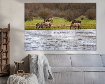 Konik paarden grazend langs het water in de Oostvaarders plassen von Brian Morgan