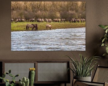 Konikpaarden grazend langs het water