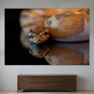 ‘’ik zie je ‘’ ball python slang van Richard Bemener