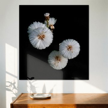 dandelions by Richard Bemener