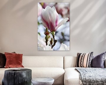 springtime! ... magnolia van Meleah Fotografie