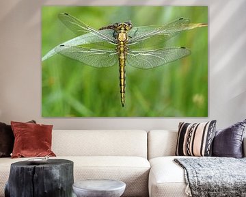 Drying Dragonfly