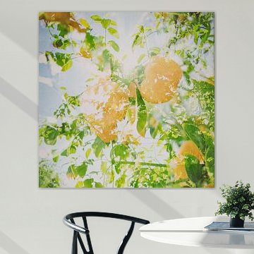 oranges