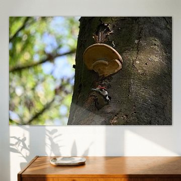 Young woodpecker leaves the nest by BtBclicks