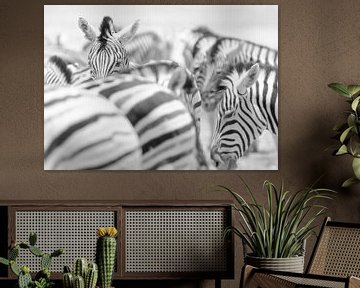Zebra's van Jeroen Kleverwal