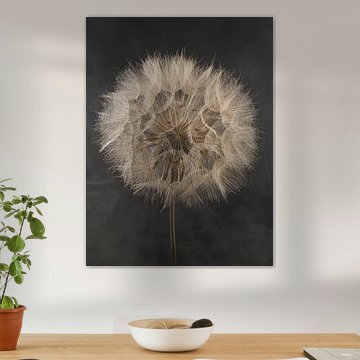 Beauté éphémère - Un tragopogon plein de charme sur un fond bigarré sur Marjolijn van den Berg