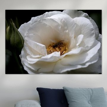 une rose blanche avec une mouche