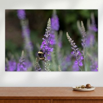 une abeille sur une linaire