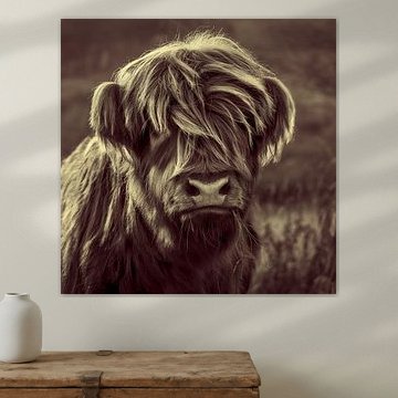 Relaxed Highland Cattle Kid