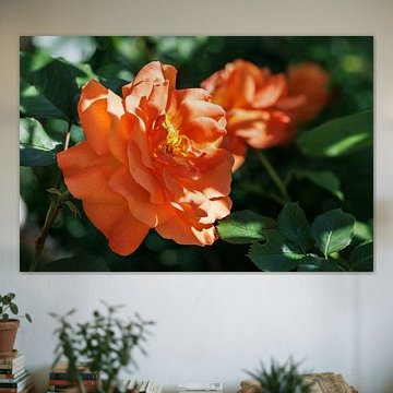 Rosa arbustiva Westerland sur Christoph Hermann