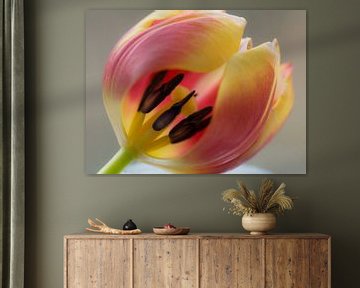 Tulip experience (view through a tulip on the stamens) by Birgitte Bergman