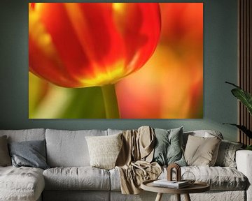 Abstract van een grote rode tulp