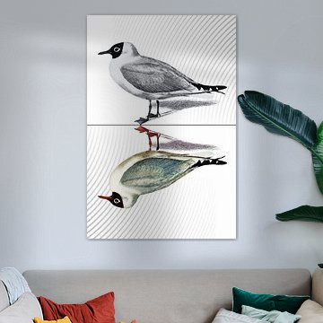 Une mouette en reflet