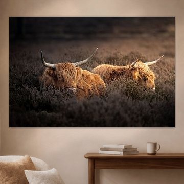 Scottish Highland cattle by Nico  Calandra