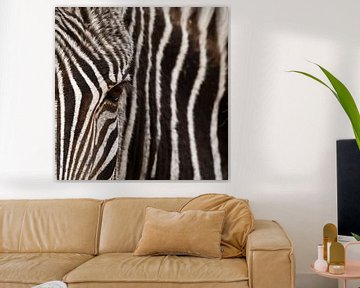 Oog in oog met de zebra van Sandra Kuijpers