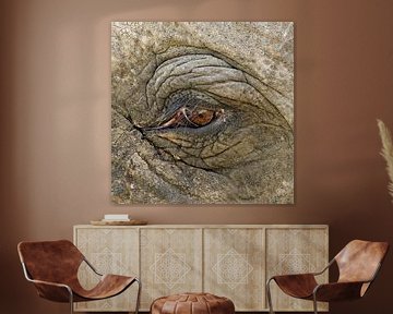 Het oog van de olifant van Sandra Kuijpers