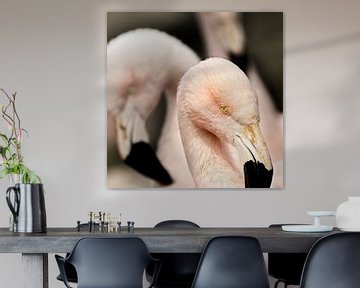 oogcontact met de roze flamingo van Sandra Kuijpers