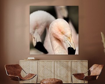 oogcontact met de roze flamingo van Sandra Kuijpers