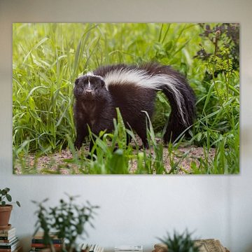 A Curious Skunk in Lush Greenery by Triki Photography
