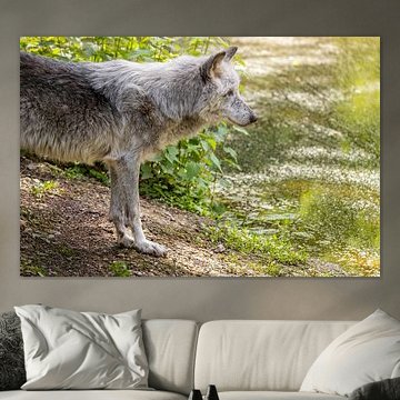 Wolf am Wasser von Triki Photography