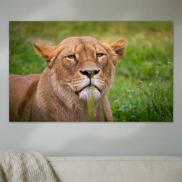 Porträt einer Löwin in der Natur von Triki Photography