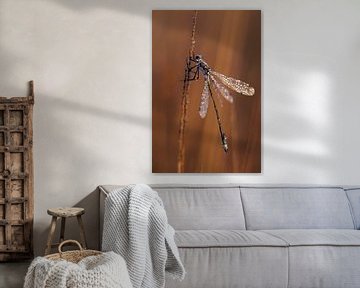 Dragonfly in the morning light  von Astrid Brouwers