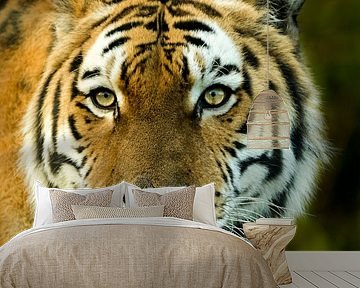 Siberian tiger by Sandra Kuijpers