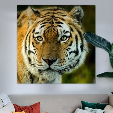 Sibirischer Tiger von Sandra Kuijpers