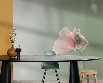 Poppy,Poppy,Mohn,Pavot by Kitty Stevens