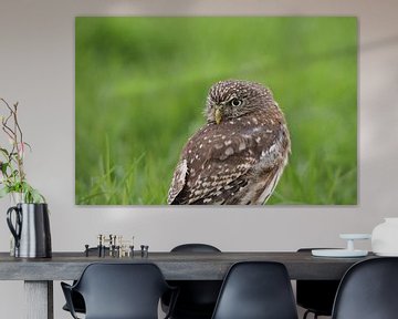 Little owl